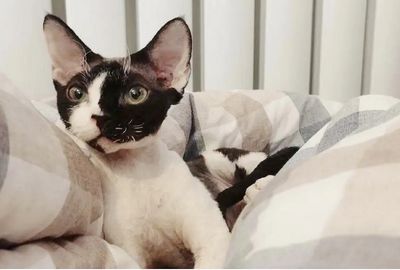 网传棉签可以抑制母猫发情，是真的么？